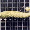 Image of ray leech