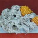 Image of Filigreed Coral Worm