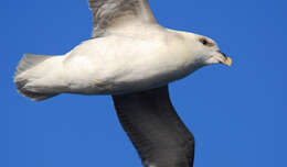 Image of Fulmar