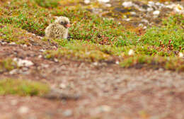 Image of Arctic Tern