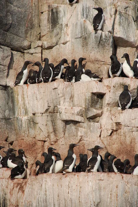 Image de Guillemot de Brünnich