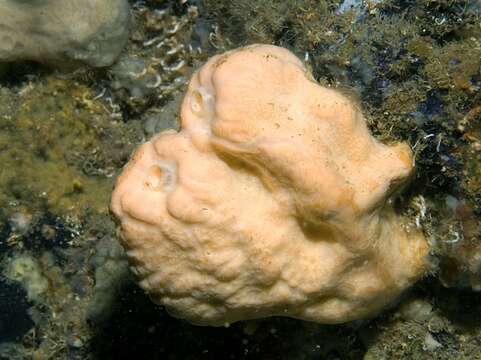 Image of Maltese sponge