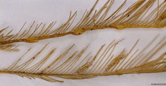 صورة Lytocarpia myriophyllum (Linnaeus 1758)