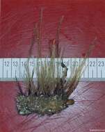 Image of antenna hydroid