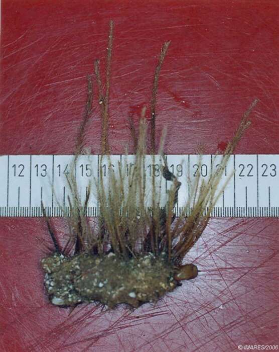 Image of antenna hydroid