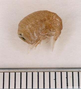 Image of big-eye amphipod