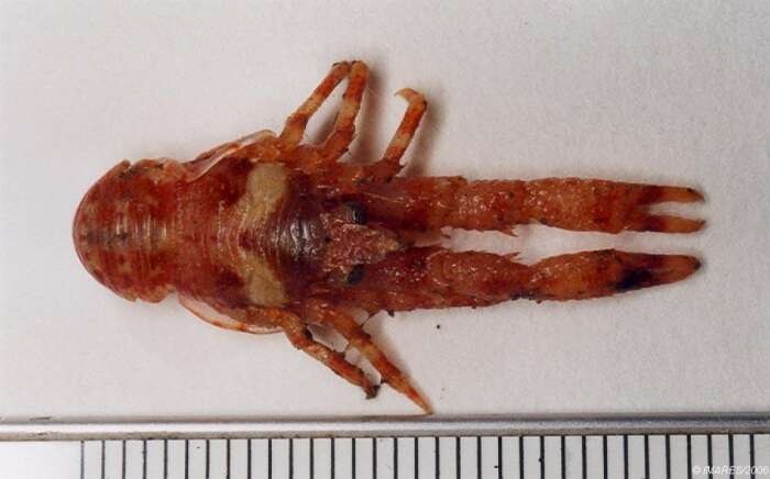 Image of red stripe squat lobster