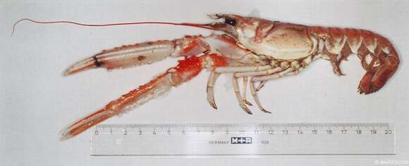 Image of Nephrops Leach 1814