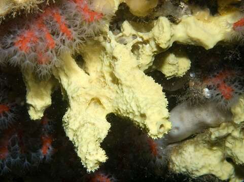 Image of yellow cave-sponge