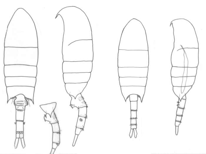 Image of Pseudodiaptomus arabicus Walter 1998