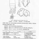 Plancia ëd Pseudodiaptomus bulbosus (Shen & Tai 1964)