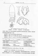 Plancia ëd Pseudodiaptomus bulbosus (Shen & Tai 1964)