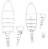 Image of Pseudodiaptomus caritus Walter 1986