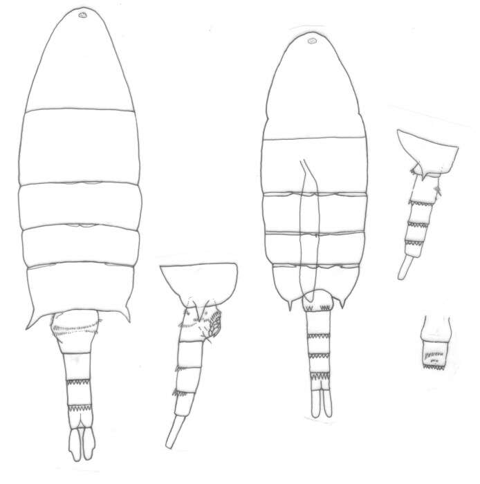 Image of Pseudodiaptomus caritus Walter 1986