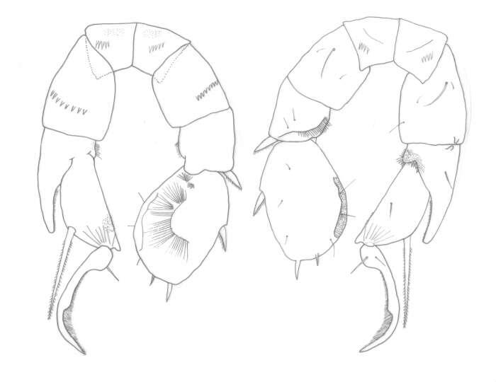 Image of Pseudodiaptomus clevei Scott A. 1909