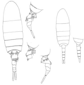 Image of Pseudodiaptomus cokeri González & Bowman 1965