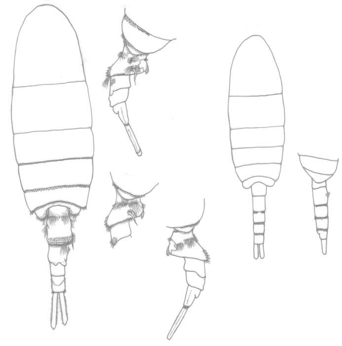 Image of Pseudodiaptomus cokeri González & Bowman 1965