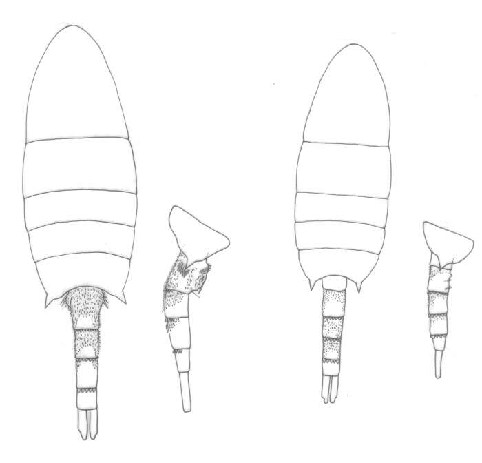 Image of Pseudodiaptomus colefaxi Bayly 1966