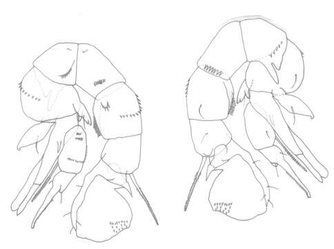 Image of Pseudodiaptomus compactus Walter 1984