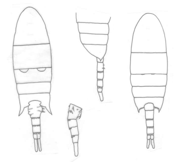 Image of Pseudodiaptomus cornutus Nicholls 1944