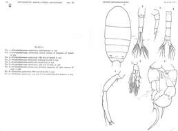 Image of Pseudodiaptomus cristobalensis Marsh 1913