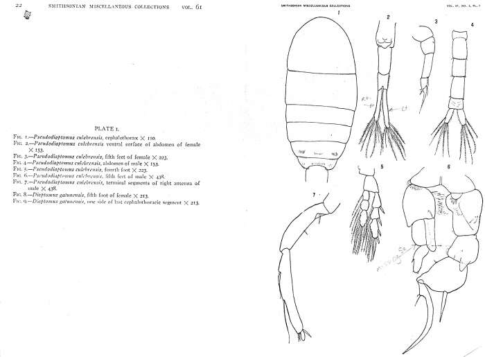 Image of Pseudodiaptomus cristobalensis Marsh 1913