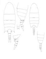 Image of Pseudodiaptomus diadelus Walter 1986