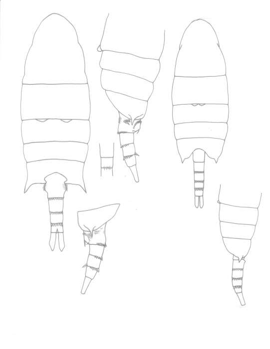 Image of Pseudodiaptomus diadelus Walter 1986