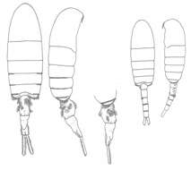 Image of Pseudodiaptomus euryhalinus Johnson M. W. 1939