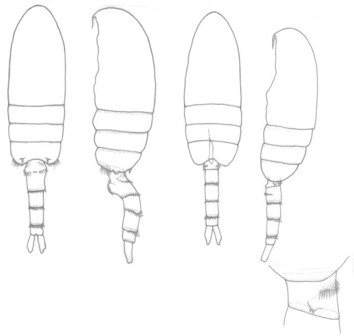 Image of Calanoid copepod