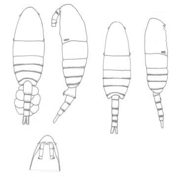 Image of Pseudodiaptomus gracilis (Dahl F. 1894)