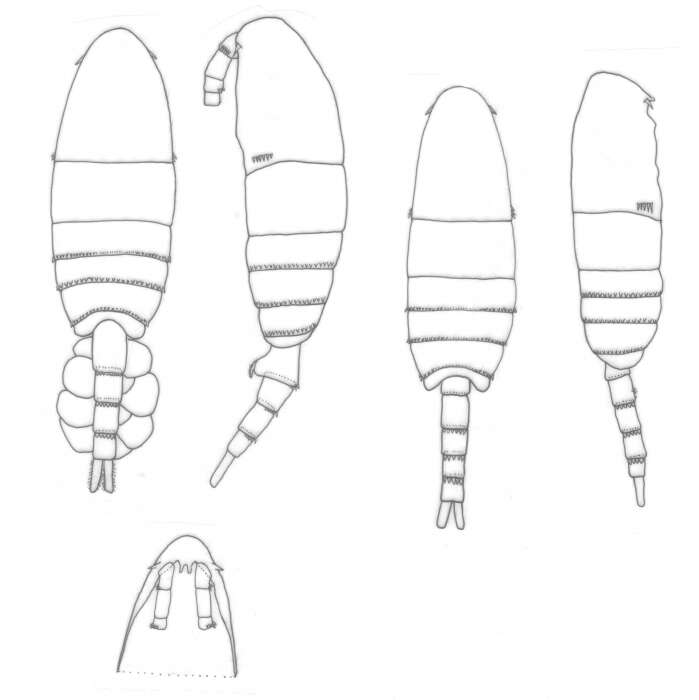 Image of Pseudodiaptomus gracilis (Dahl F. 1894)