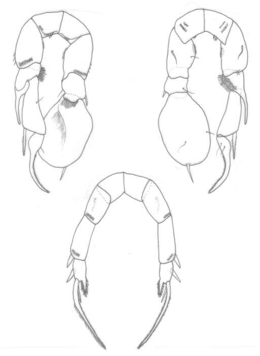 Image of Pseudodiaptomus gracilis (Dahl F. 1894)