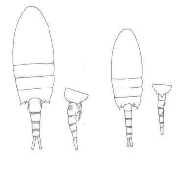 Image of Pseudodiaptomus griggae Walter 1987