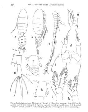 Image of Pseudodiaptomus hessei (Mrázek 1894)
