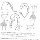 Image of Pseudodiaptomus incisus Shen & Lee 1963