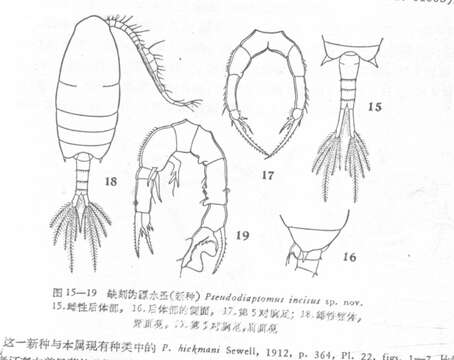 Image of Pseudodiaptomus incisus Shen & Lee 1963