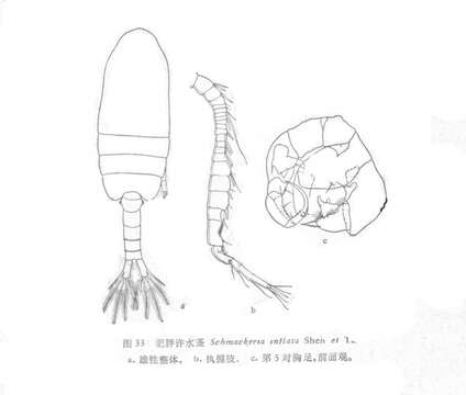 Plancia ëd Pseudodiaptomus inflatus (Shen & Tai 1964)