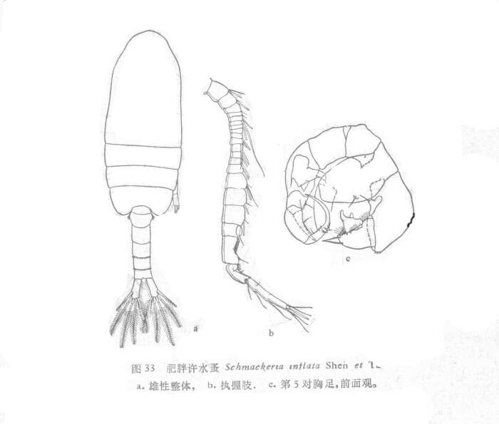 Image of Pseudodiaptomus inflatus (Shen & Tai 1964)