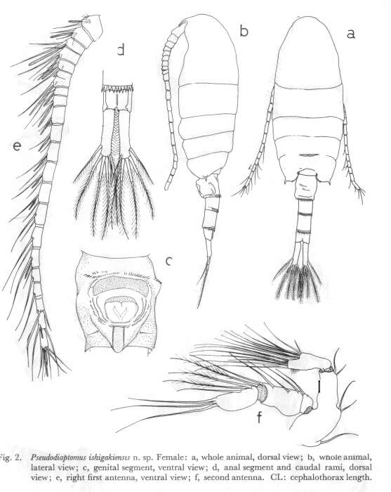 Image of Pseudodiaptomus ishigakiensis Nishida 1985