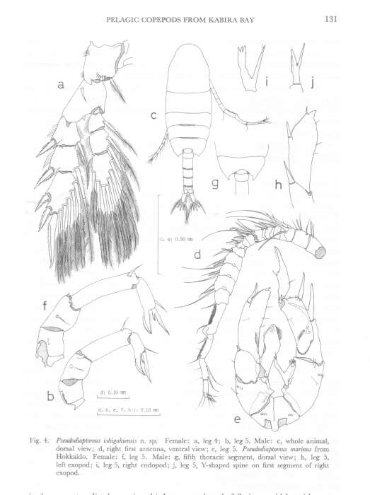 Image of Pseudodiaptomus ishigakiensis Nishida 1985