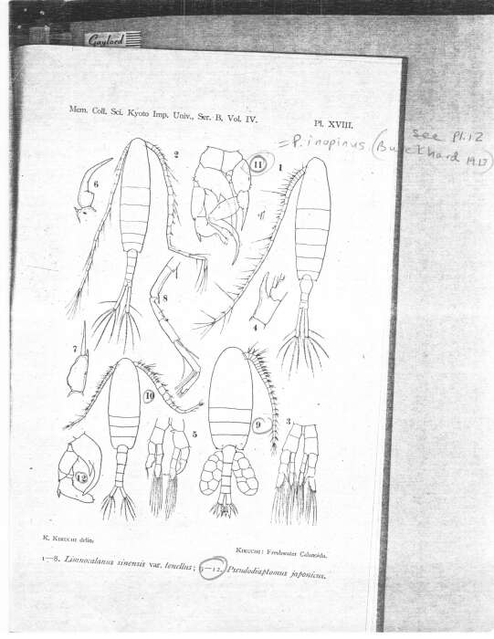 Image of Pseudodiaptomus japonicus Kikuchi K. 1928