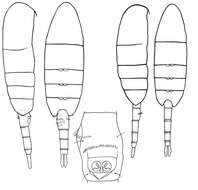 Image of Pseudodiaptomus jonesi Pillai 1970