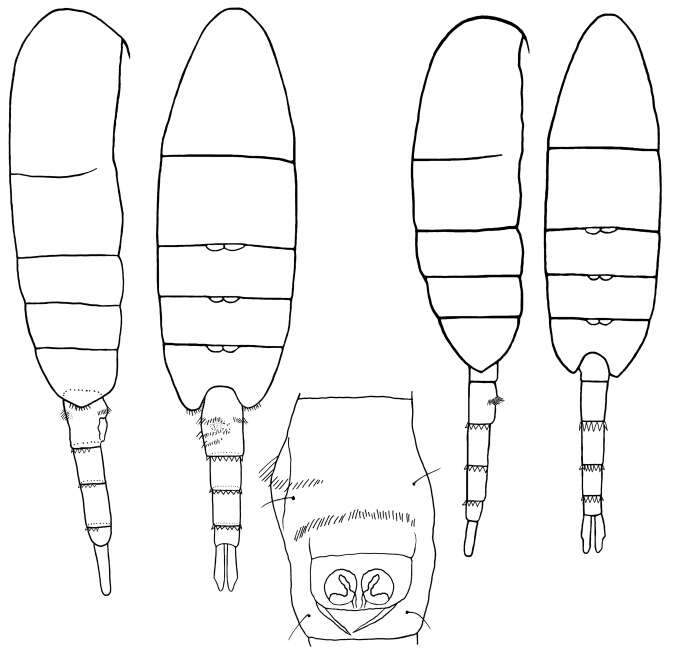 Image of Pseudodiaptomus jonesi Pillai 1970