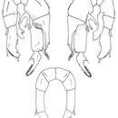 Plancia ëd Pseudodiaptomus jonesi Pillai 1970