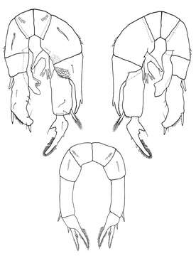 Plancia ëd Pseudodiaptomus jonesi Pillai 1970