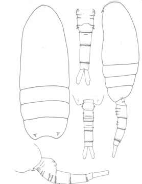 Image of Pseudodiaptomus lobipes Gurney 1907