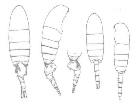 Image of Pseudodiaptomus longispinosus Walter 1989