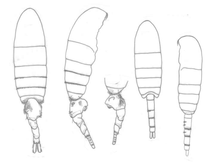 Image of creatures