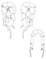 Plancia ëd Pseudodiaptomus longispinosus Walter 1989